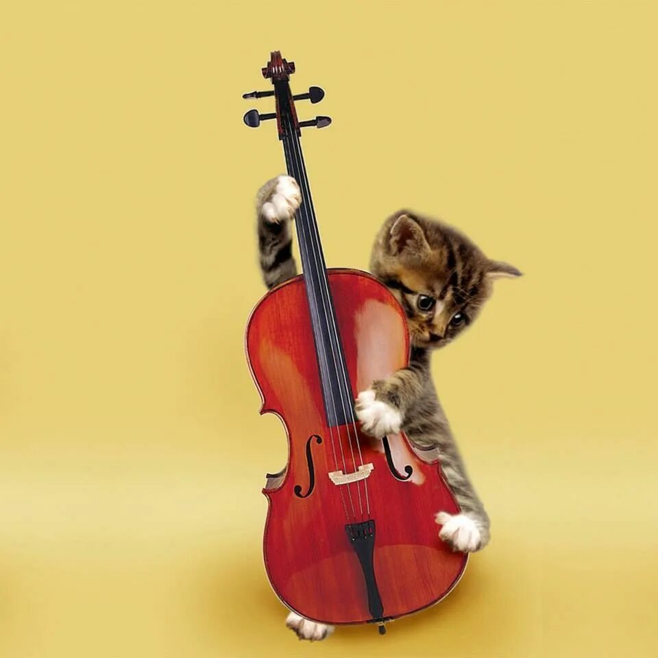 Violin hamster. Кошки с музыкальными инструментами. Кошки играющие на музыкальных инструментах. Кот с музыкальным инструментом. Кот и скрипка.