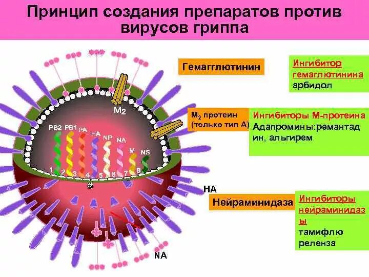 Гемагглютинин и нейраминидаза вируса гриппа. Механизм вируса гриппа. Вирус гриппа схема. Ингибиторы вирусов. Лучше против вирусов