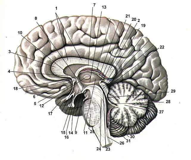 Сагиттальный разрез головного мозга анатомия. Головной мозг анатомия Синельников. Сагиттальный срез головного мозга конечный мозг. Медиальная поверхность головного мозга анатомия. Длинные отростки головного мозга