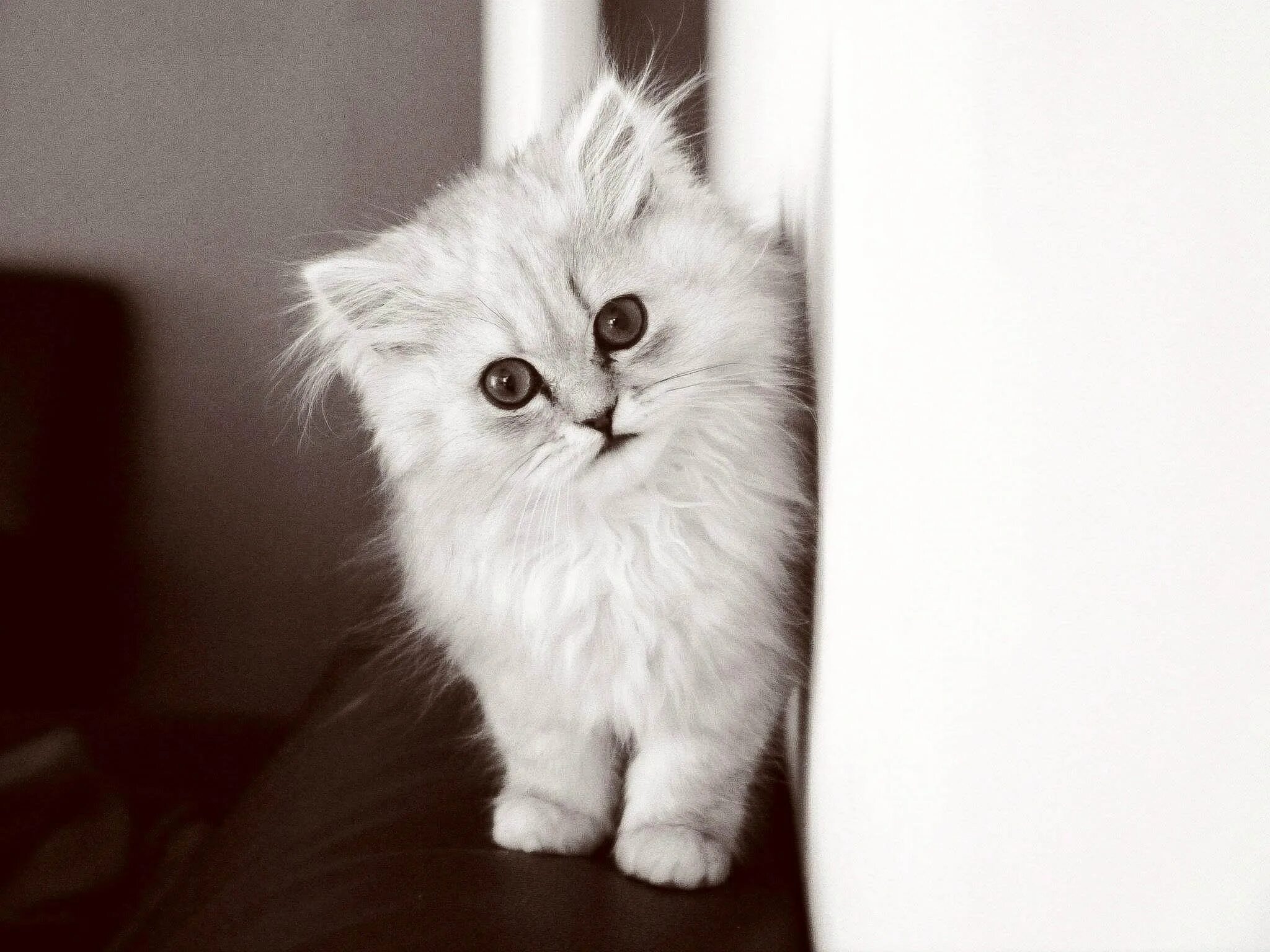 Пушистые котята. Белый пушистый котенок. Пушистая кошка. Маленькие котята пушистые. Белая киса