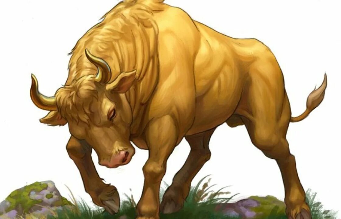 Мясной бык. Шотландский бык хайленд. Хайленд бык бело рыжий. Теленок обои. Желтый земляной бык.