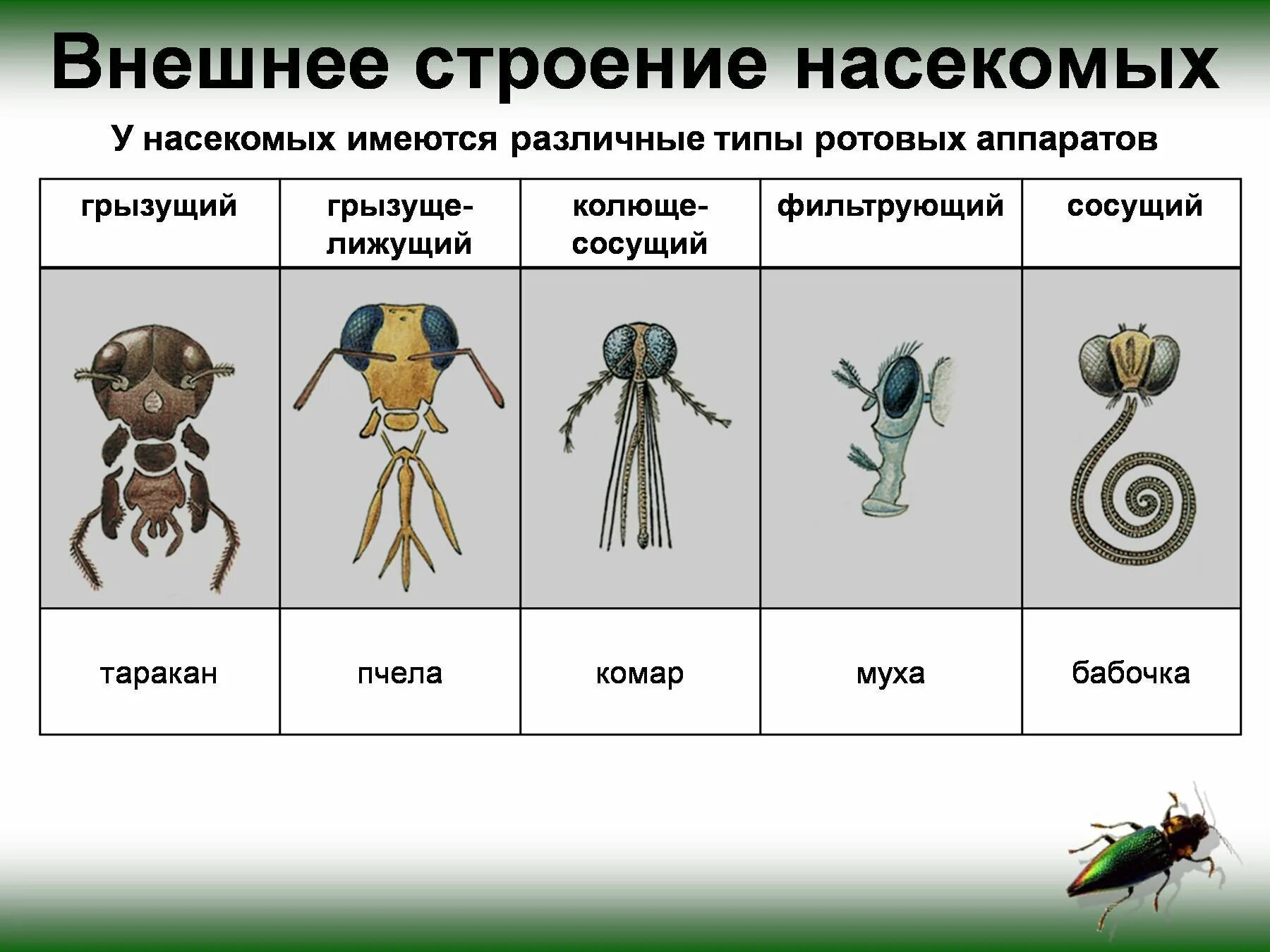 Выберите животных с ротовым аппаратом подобного типа