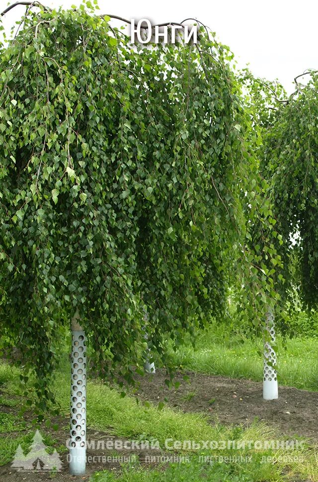 береза юнги на штамбе. береза повислая юнги betula pendula youngii. береза повислая пендула. береза повислая youngii. береза пендула юнги.