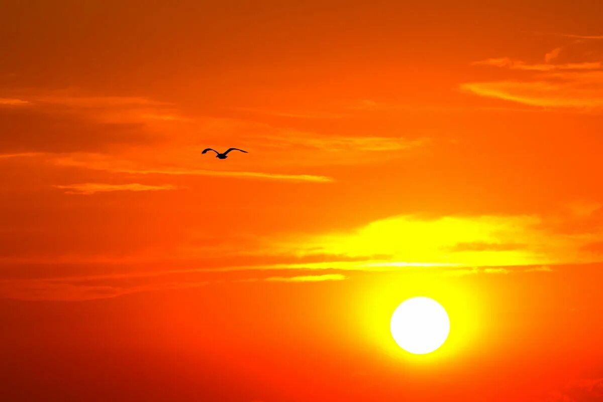 птицы на закате. птицы на закате черным цветом. птицы под солнцем. птицы в небе. закат солнца и птицы.