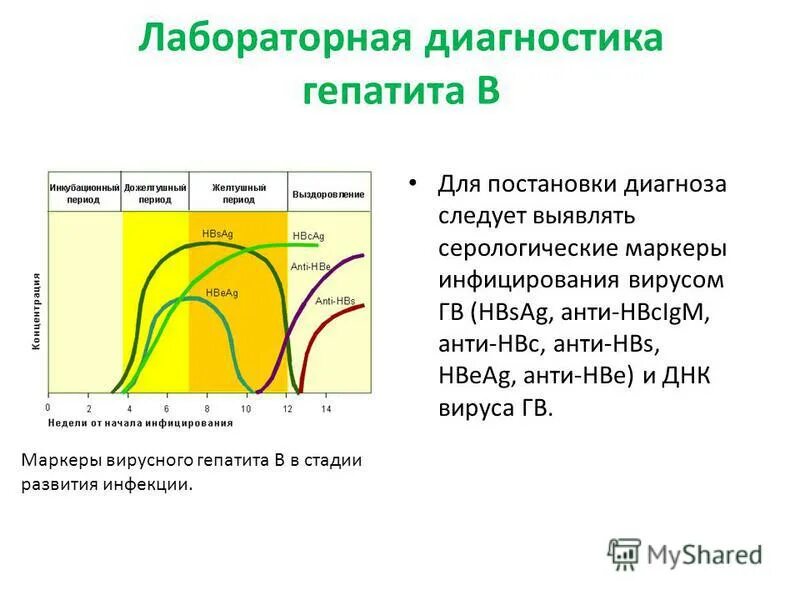 Стадии гепатита б. Методы диагностики гепатита б. Диагностика гепатита а. Метод лабораторной диагностики гепатита а. Лабораторная диагностика гепатита в.