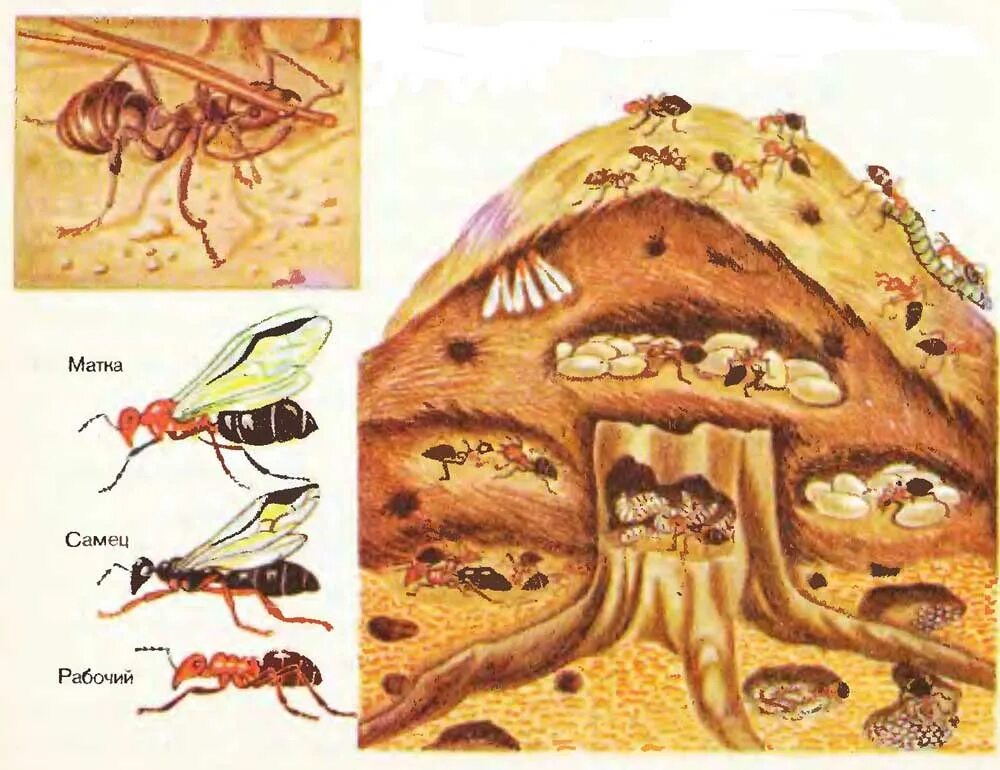 Лесной муравей тип развития. Жизнь муравьёв в муравейнике строение. Муравей рыжий отряд Перепончатокрылые. Строение муравейника лесных муравьев. Маточный Муравейник рыжих лесных муравьев. Жизнь муравьев..
