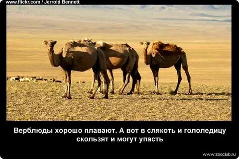 Интересные факты о верблюдах