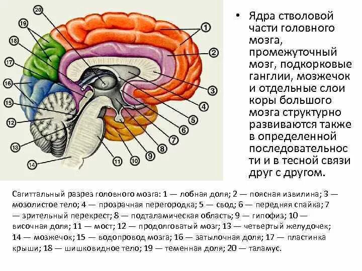 Ядра мозга образованный. Строение подкорковых структур мозга. Отделы ствола головного мозга ядра. Подкорковые структуры головной мозг человека.