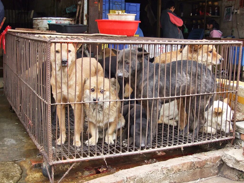 Собачья ферма. Фермы собак в Южной Корее. Chinese rural Dogs. Купить собаку для фермы