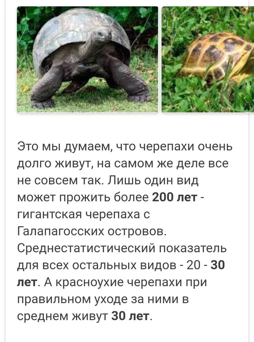 Продолжительность жизнчерепахи н. Сколько лет живут черепахи. Продолжительность жизни черепах. Продолжительность жизни черепахи сухопутной. Черепахи живут 300