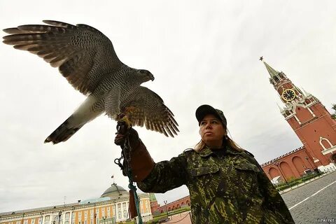 Московский сокол