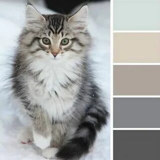 Оттенки кошек