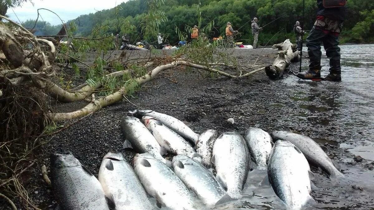 Рыбалка на реках Камчатки. Рыбалка на реке большая Камчатка. Рыбалка на реке Жупанова. Рыбалка на Камчатке, река Еловка. Рыбалка камчатка 2024