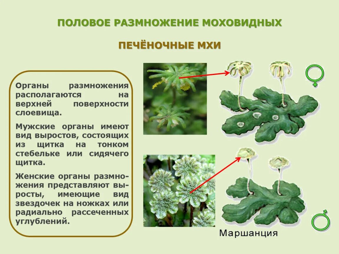 Архегоний маршанции. Печеночники Моховидные. Мхи печеночные и листостебельные. Печеночные мхи 6 класс биология. Мхи имеют органы ткани