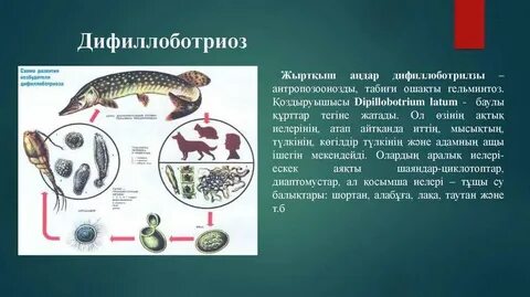 Дифиллоботриоз клинические рекомендации