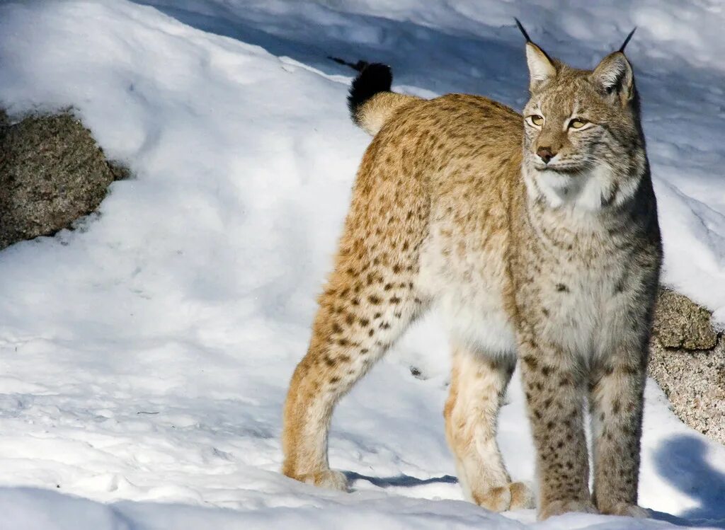 Рысь относится к. Рысь - lynx lynx (linnaeus, 1758). канадская рысь бобкэт. рысь горная шория. обыкновенная сибирская рысь.