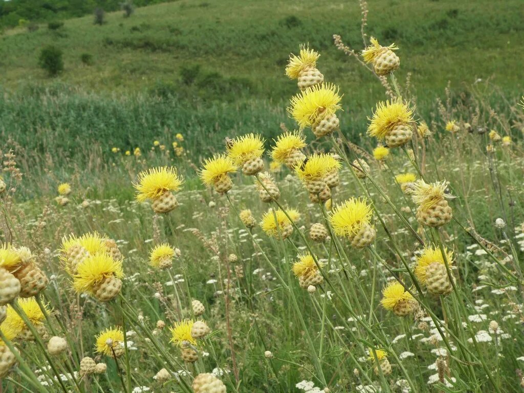 Василёк Талиева. Василек Талиева - Centaurea taliewii. Желтый Василек Талиева. Василёк Дубянского.