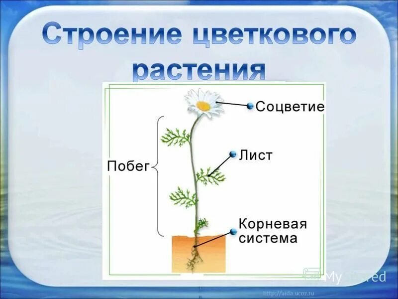 Ромашка аптечная строение. Ромашка особенности строения листа. Ромашка непахучая формула цветка. Тип жилкования ромашки аптечной. Ромашка аптечная строение.