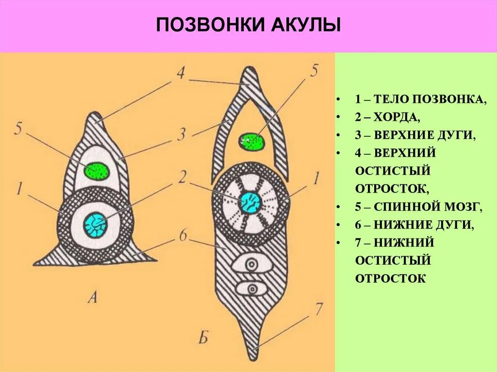 Туловищный и хвостовой позвонки. Туловищный позвонок хрящевой рыбы. строение туловищного и хвостового позвонков акулы. строение позвоночника хрящевых рыб. строение позвонка акулы.