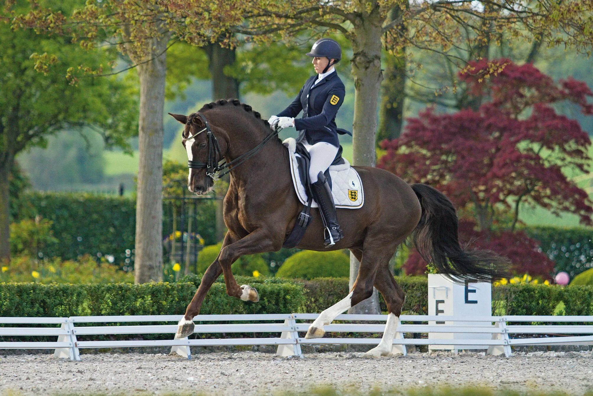 Pin on chevaux Dressage horses, Equestrian dressage, Horse equestrian