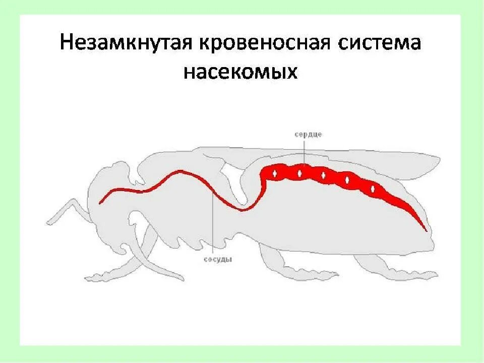 Незамкнутая кровеносная система насекомых. Строение кровеносной системы насекомых. Кровеносная система насекомых схема. Прямокрылые насекомые кровеносная система.