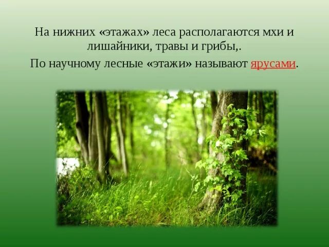 Почему в растительном сообществе возникают ярусы. Растительные сообщества ярусность в растительном сообществе. этажи леса окружающий мир 4 класс. лесные этажи как называются по научному. жизнь леса в согласование.