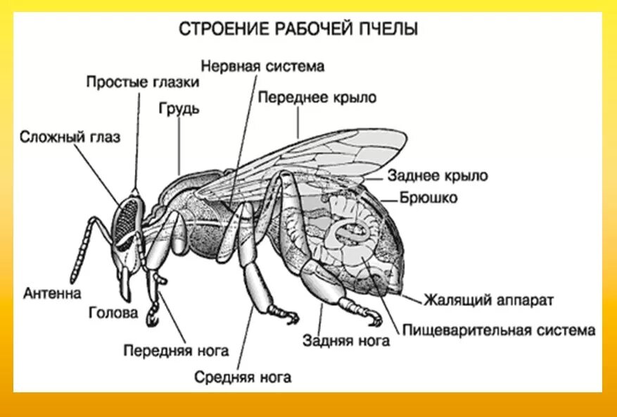 Пчела строение тела схема. Внутреннее строение рабочей пчелы. Внешнее строение пчелы. Внутреннее строение насекомых пчела. Из каких частей состоит со