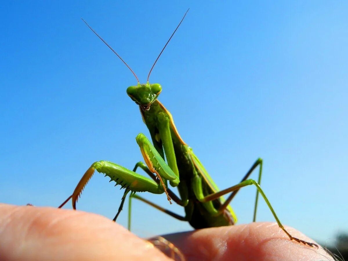 Богомол кузнечик Саранча. Богомол обыкновенный (Mantis religiosa). Богомол альбинос. Богомолы Мантис зелёный.