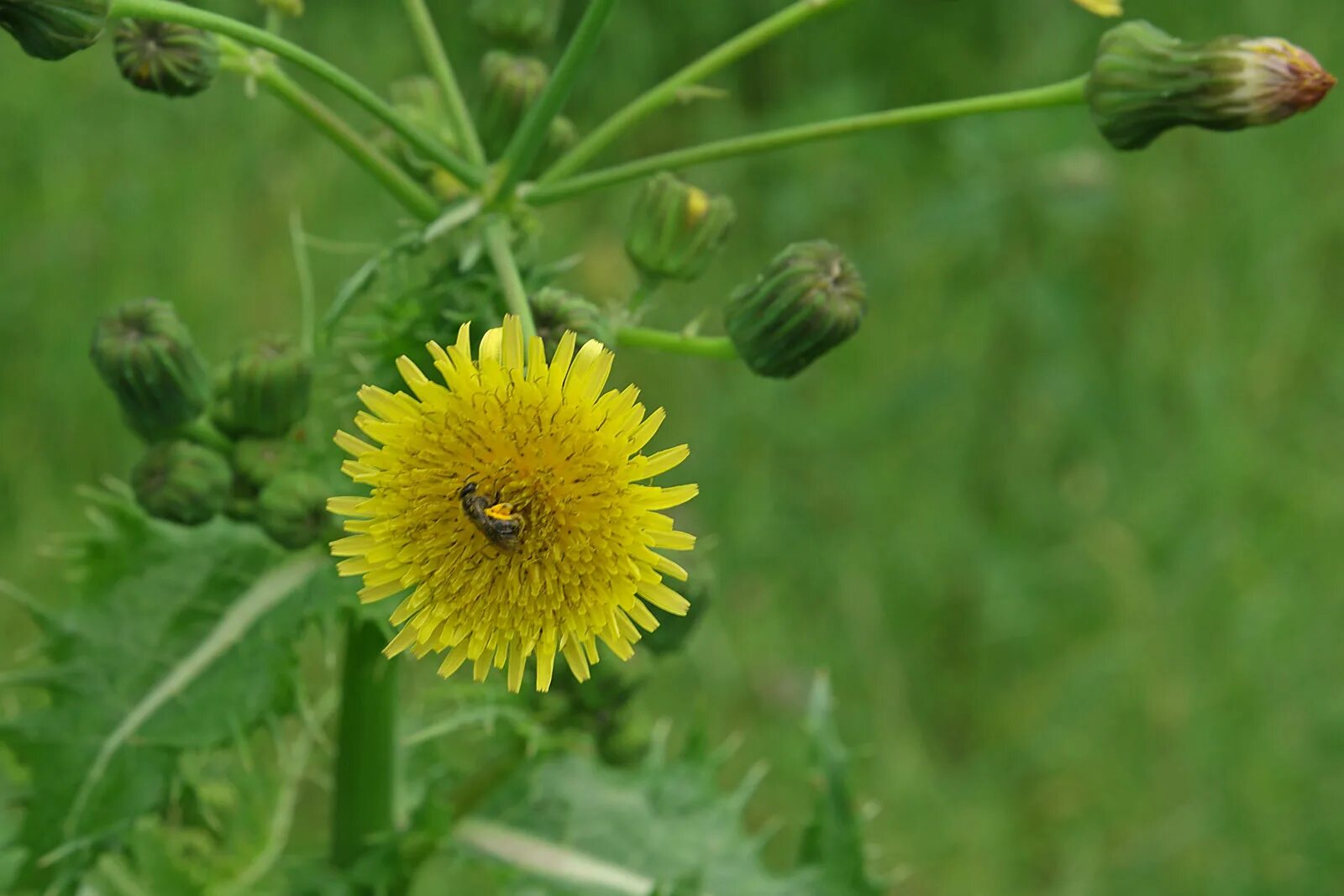 Осот полевой сорняк. Осот полевой. Осот желтый полевой. Осот полевой (Sonchus arvensis),. Бодяк полевой (осот).