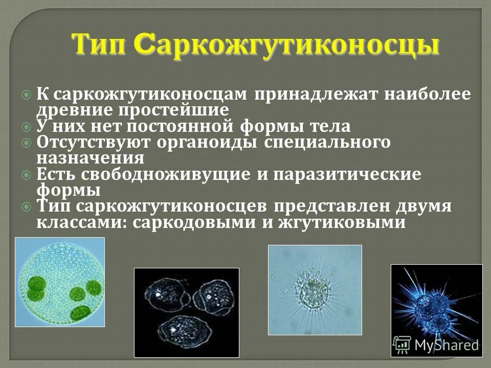 Зачем нужны простейшие организмы. Саркодовые и Саркожгутиковые. Саркожгутиковые одноклеточные. Тип Саркожгутиковые класс Саркодовые. Тип Саркожгутиконосцы представители.