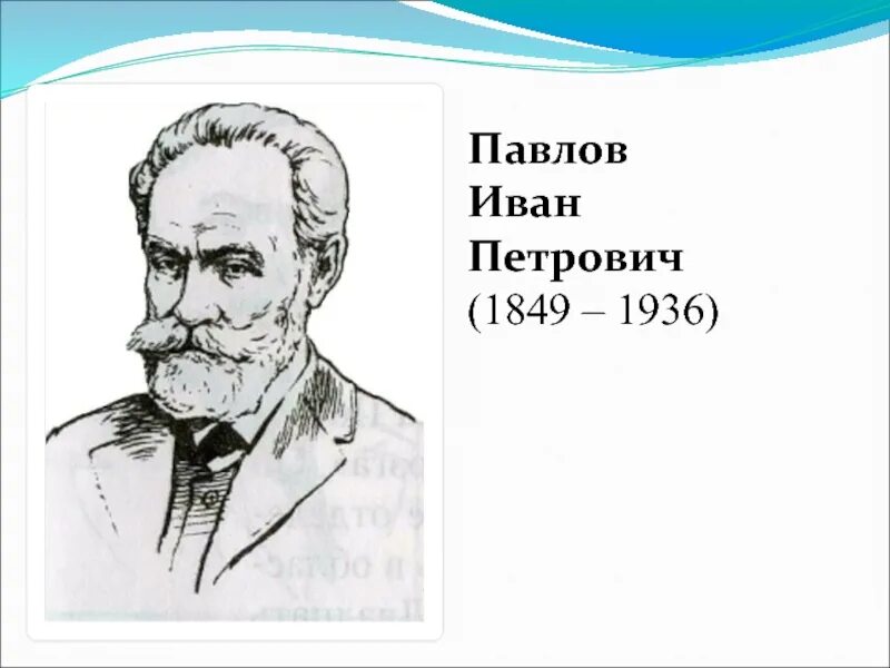 Ивана Петровича Павлова(1849 – 1936). Павлов направление