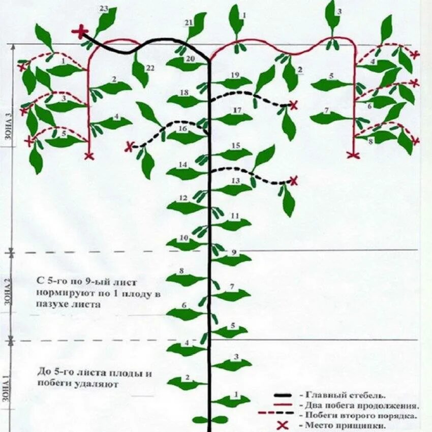 Как ухаживать за огурцами в теплице. Схема пасынкования огурцов. Схема пасынкования перца в открытом грунте. Пасынкование огурцов в теплице. Огурцы схема пасынкования.