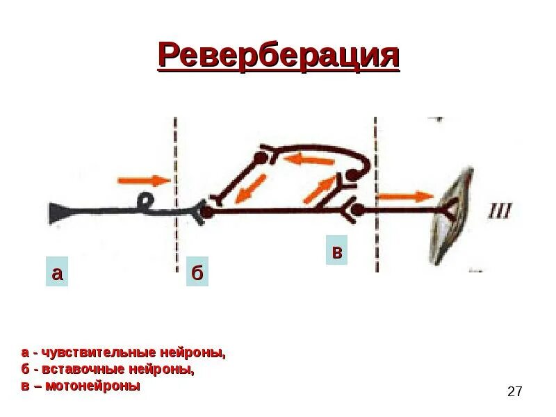 Реверберация. Реверберация звука это. Реверберация это простыми словами. Реверберберация физиология. Реверберация импульсов физиология.