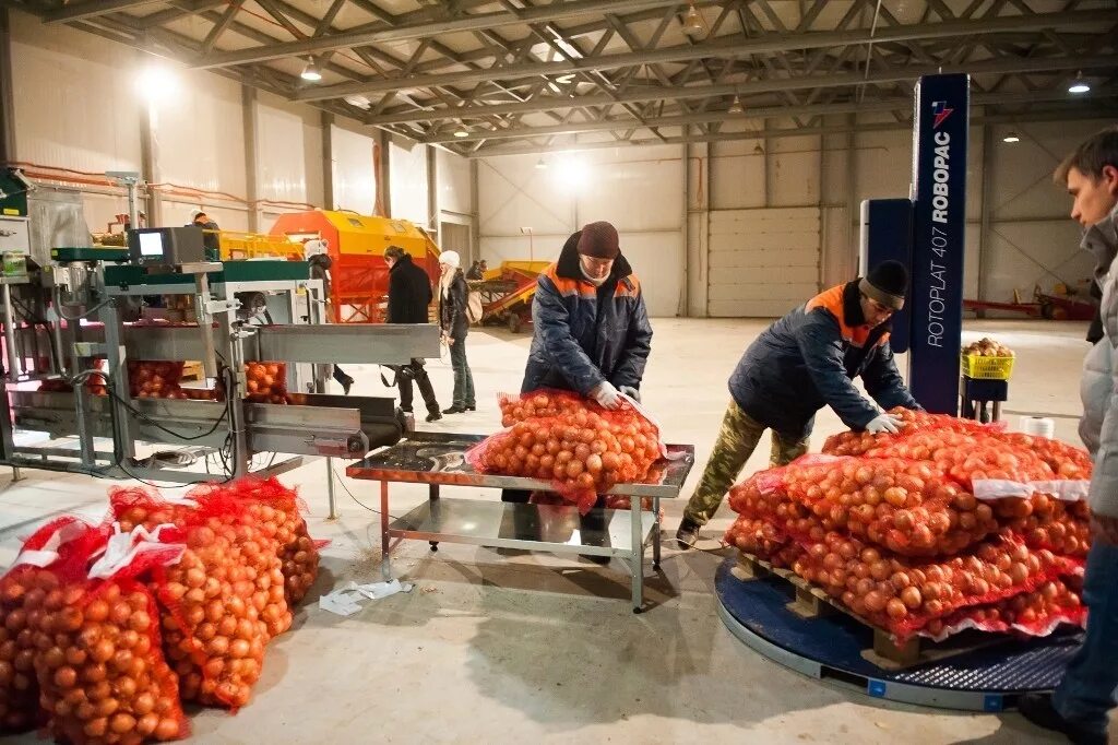 Технологии производства сельскохозяйственной продукции. Переработка сельскохозяйственной продукции. Переработка овощей и фруктов. Склад овощей. Хранение и переработка сельскохозяйственной продукции.