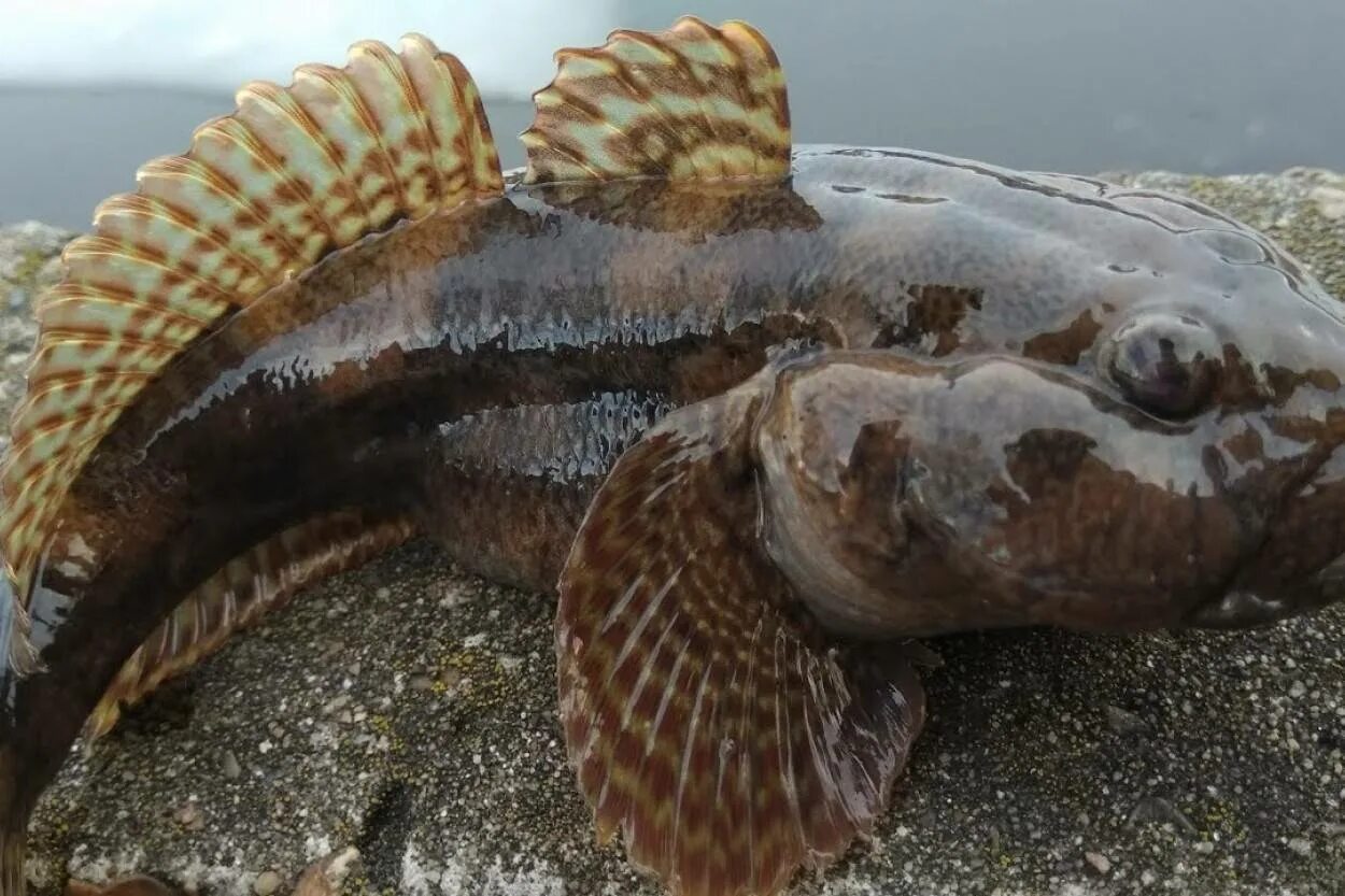 Бычок рыба Азовское море. Бычок подкаменщик Черноморский. Морской бычок Дальневосточный. Азовский бычок мартовик.