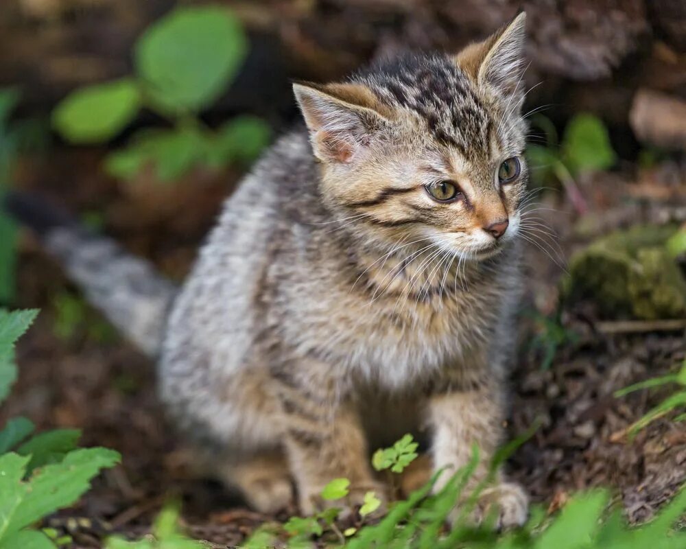 Купить лесного котенка. Лесной кот котята. Дальневосточный Лесной кот. Лесной котенок. Амурский Лесной кот с котятами.