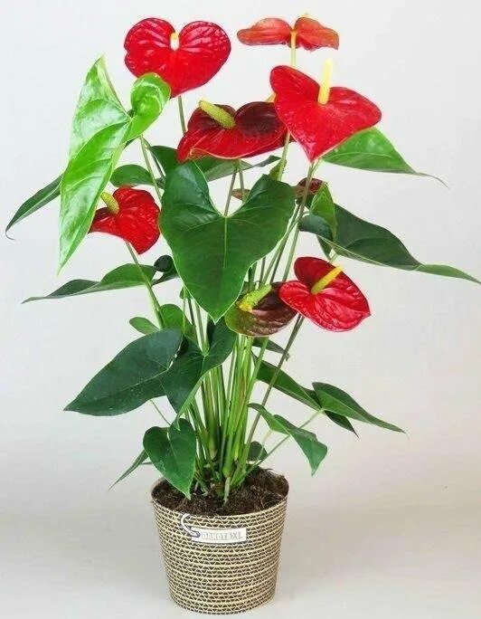 Anthorium fun Anthurium plant, Anthurium flower, Bonsai flower