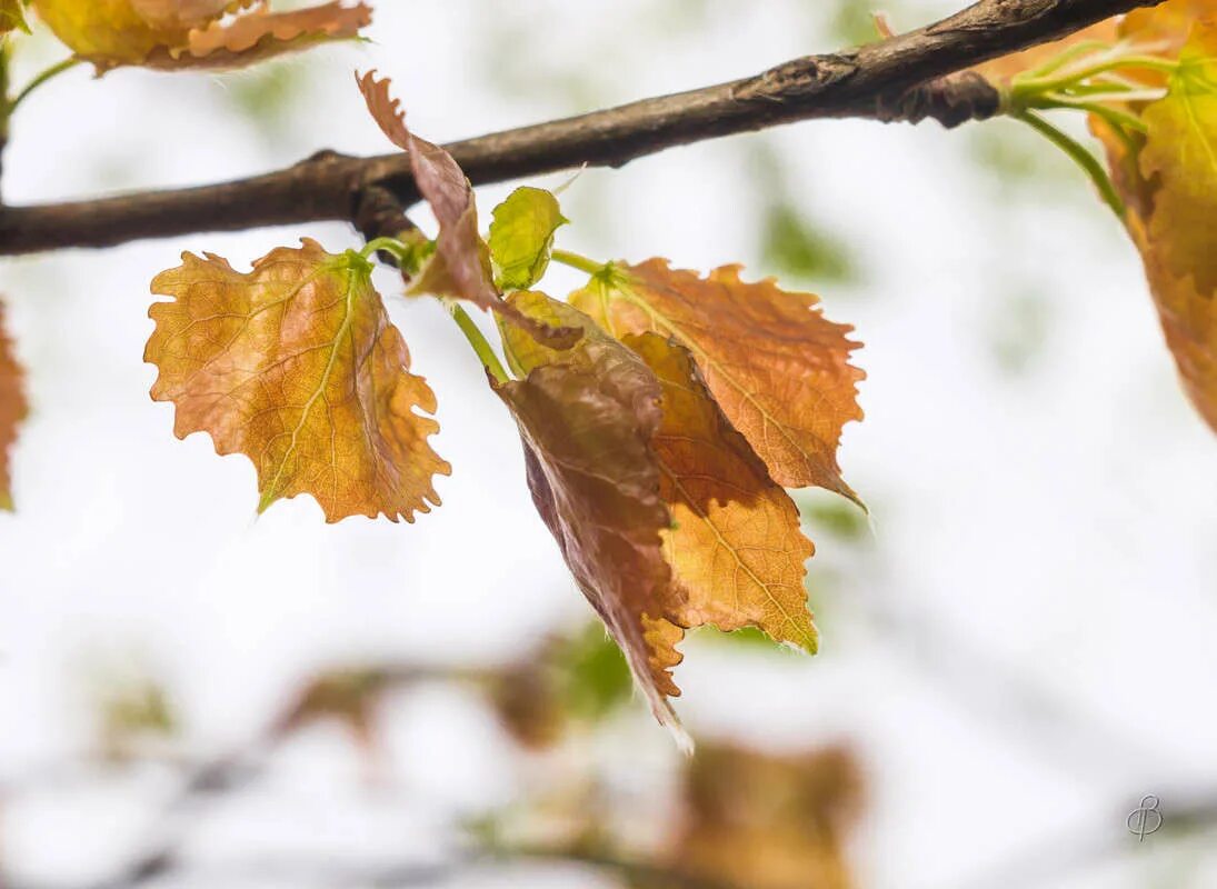 распускание берёзовых почек. молодые листья березы. береза повислая ульяновская область. березовый лист. прилистники липы.