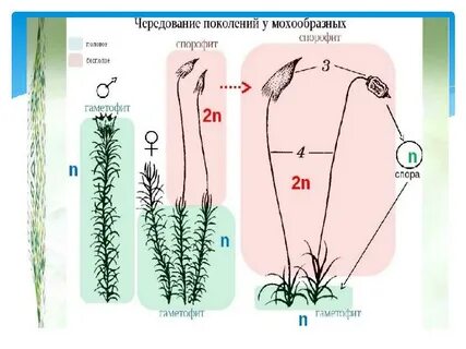 В жизненном цикле чередуются поколения