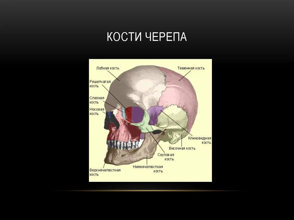 2 теменные кости