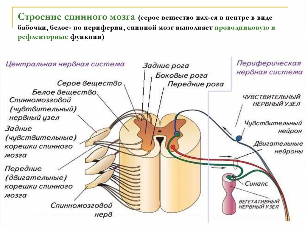 Какую функцию выполняет серое вещество мозга. Строение белого вещества спинного мозга. Серое и белое вещество спинного мозга анатомия. Наружное строение спинного мозга. Строение серого вещества в спинном мозге.