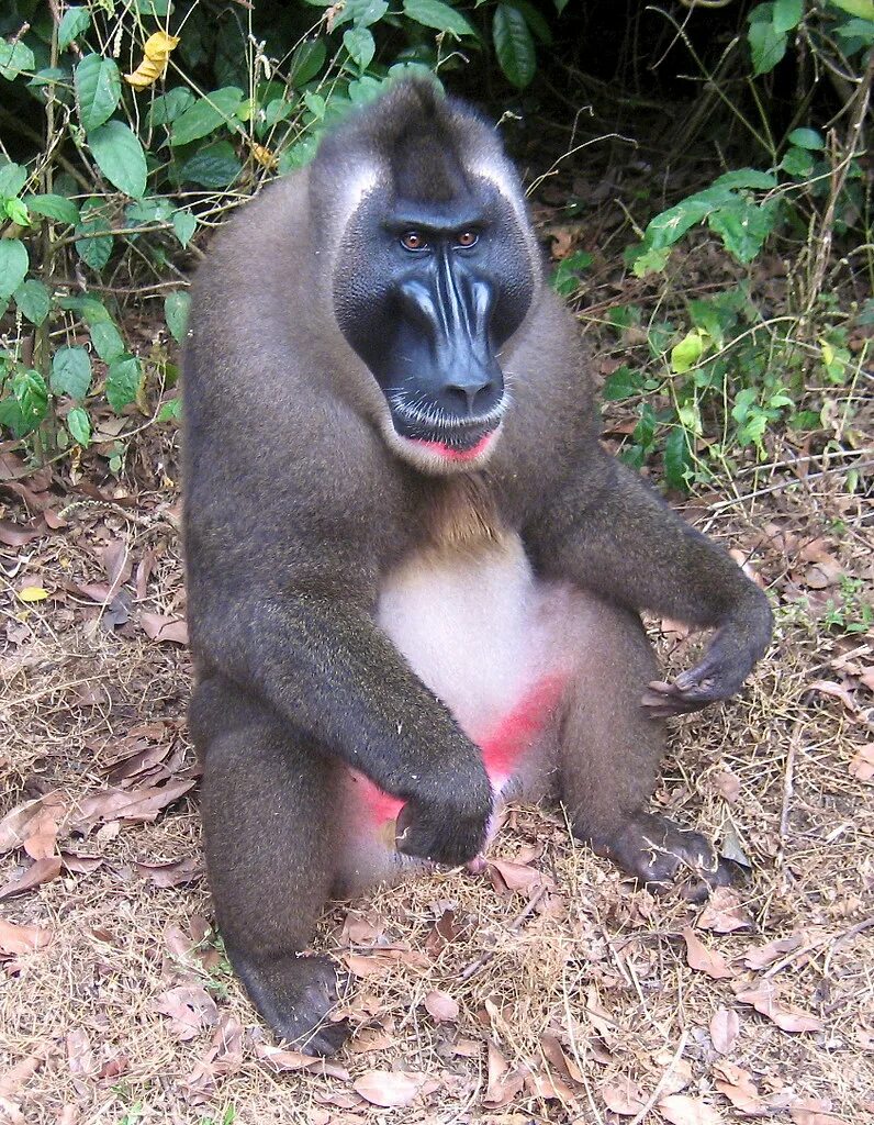 Drill monkey