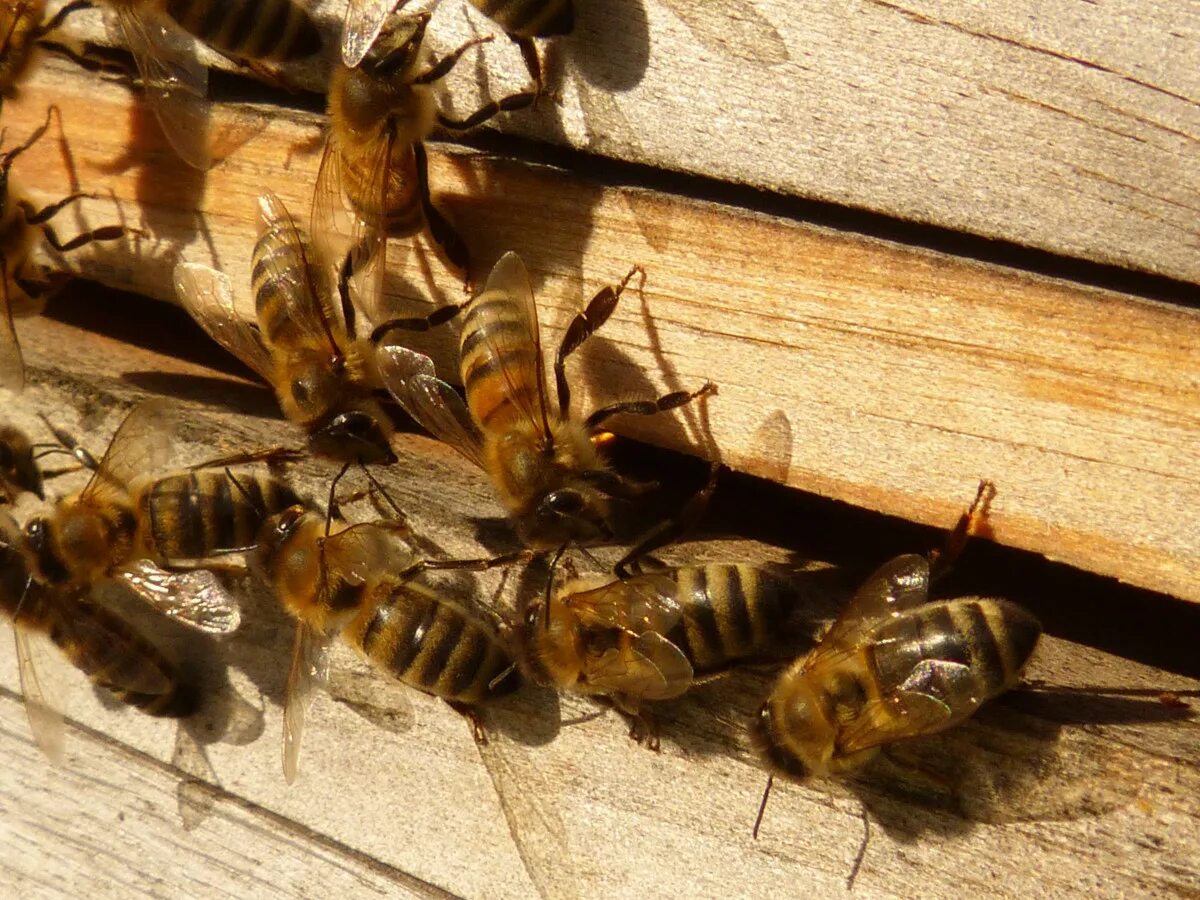 Купить семью пчел. Медоносные пчёлы ульи. Медоносная пчела APIS mellifera. Пчелы в улье. Улик пчелиный.