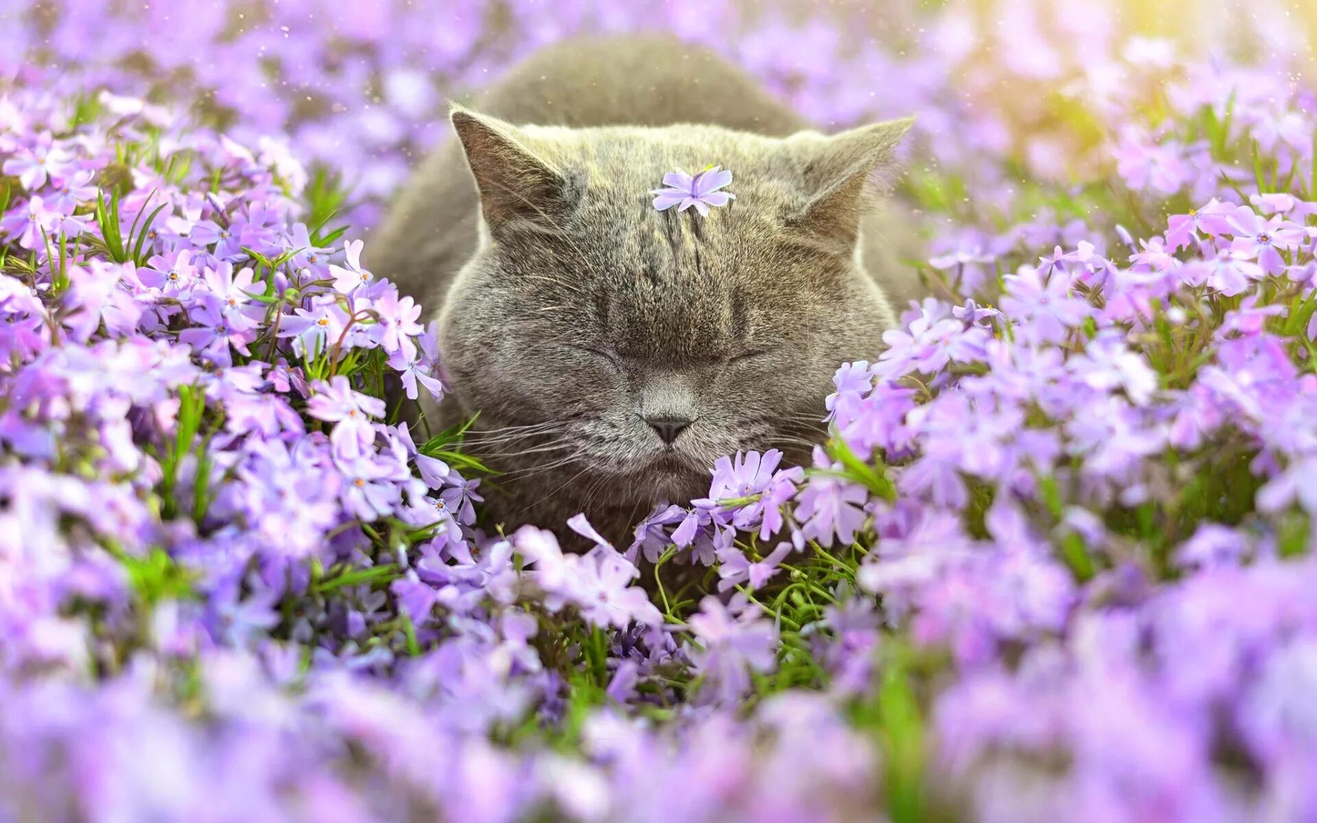 Кошки сиренью. Кот в цветах. Кошечка в цветах. Котенок с цветочком.