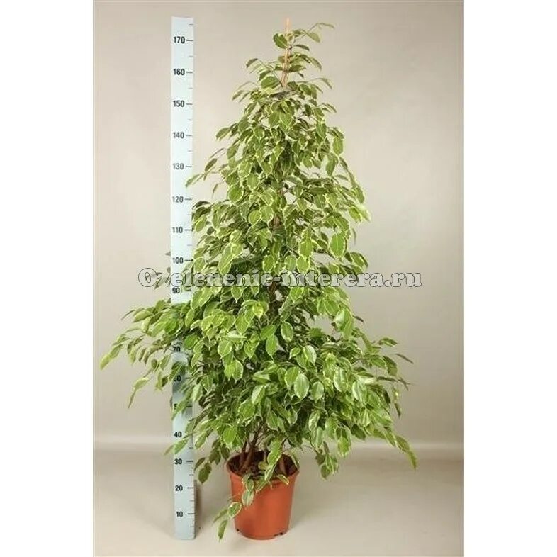 Фикус голден кинг ficus golden king. Фикус бенджамина голден кинг. Фикус бенджамина golden king. Фикус голден кинг. Фикус голден кинг ficus golden king.