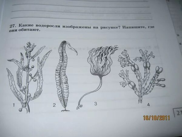 Какая водоросль на рисунке. На рисунке изображена водоросль. Рисунок водоросли 5 класс. Название водоросли изображенный на рисунке. Что изображено на рисунке рис 60