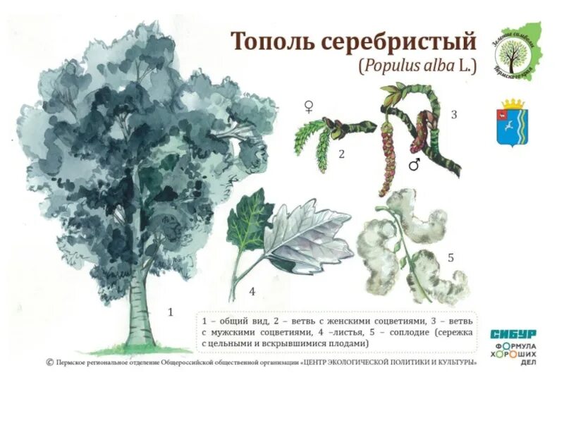 Тополь значение. Populus alba тополь белый. корни пирамидального тополя. тополь пирамидальный серебристый. тополь белый пирамидальный.