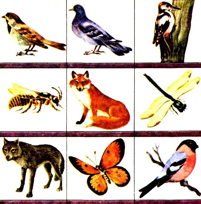 Группы животных звери птицы рыбы насекомые. Узнай птиц и животных. Дикие птицы. Насекомые птицы рыбы. Узнай птиц и животных.