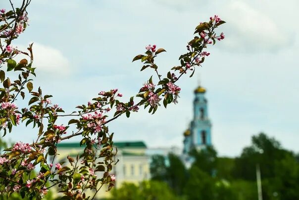 Екатеринбург этим летом станет еще более зеленым и цветущим - в городе высадят 1