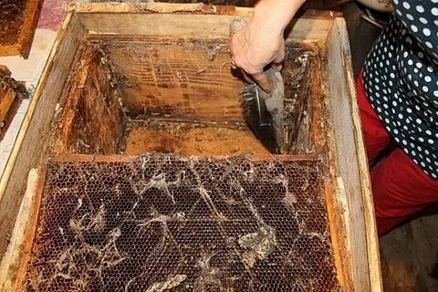 Восковая моль в улье